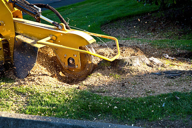 Best Tree Maintenance Programs  in Swedeland, PA